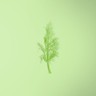 Fennel Leaves