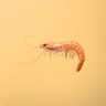 Jumbo Shrimp